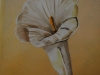 Calla, Detailansicht